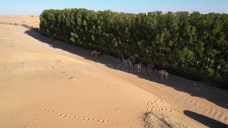 Un drone sur les dunes de sable du désert de Dubaï où broutent les chameaux. Jour d'été ensoleillé clips vidéos