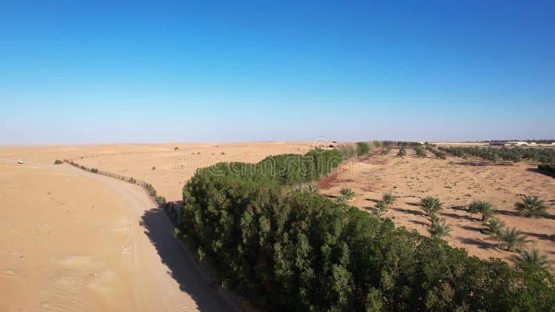 Un drone sur les dunes de sable du désert de Dubaï où broutent les chameaux. Jour d'été ensoleillé banque de vidéos