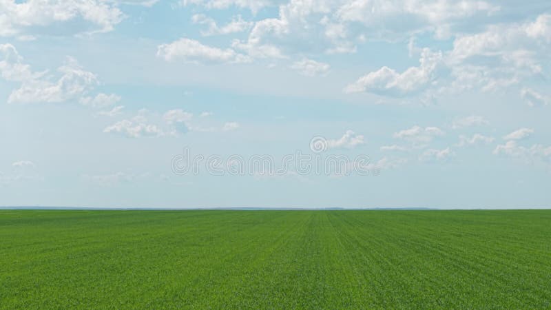 Un drone survole un champ de blé vert dans la campagne bulgare sur une vue aérienne nuageuse du printemps banque de vidéos