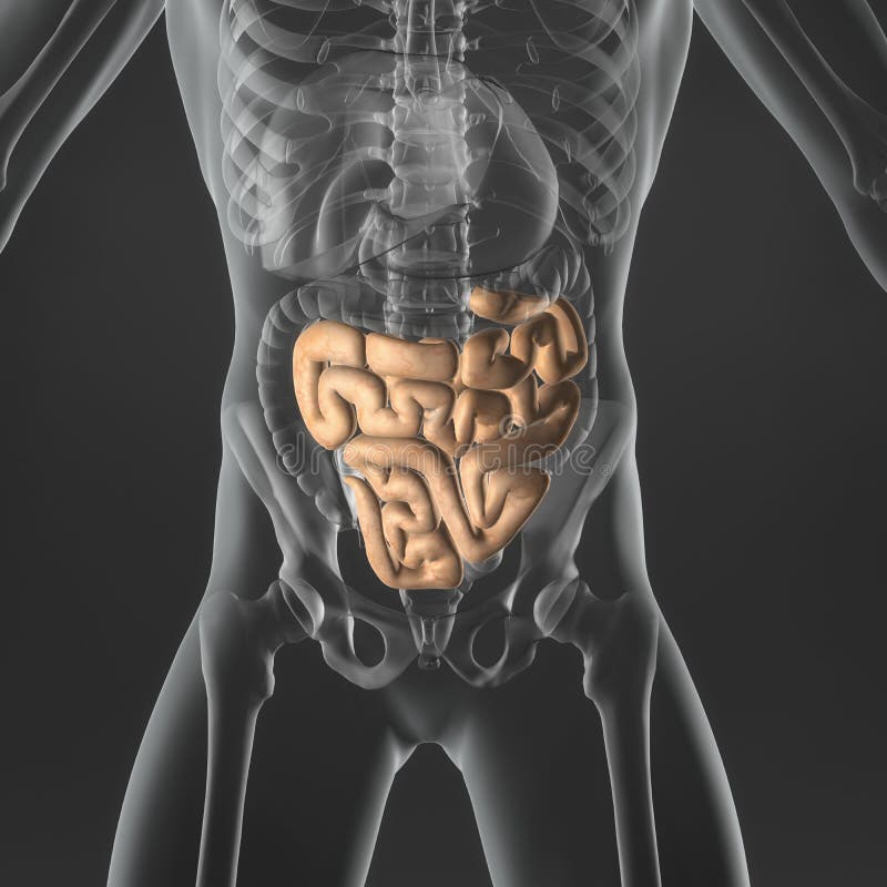 Intestino delgado libre illustration Intestino delgado libre illustration