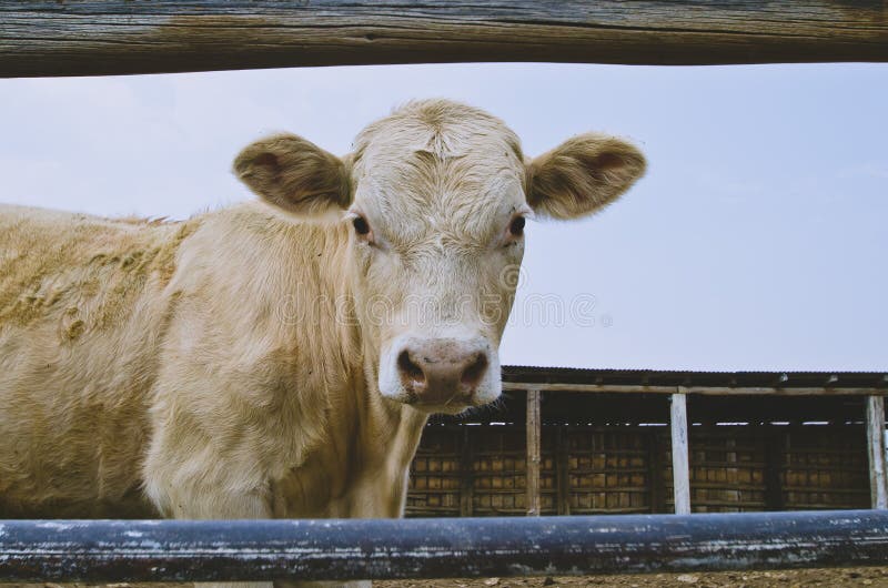Un'elasticità bianca sola della mucca uno sguardo fisso giù immagini stock Un'elasticità bianca sola della mucca uno sguardo fisso giù immagini stock