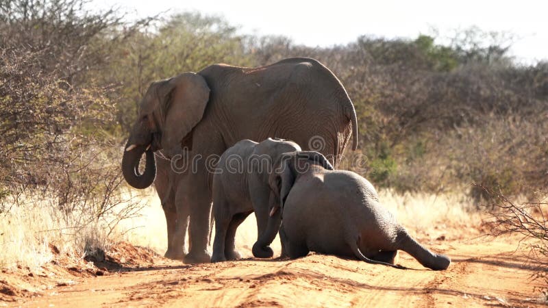 Un elefante del bebé es el jugar visto con su más viejo hermano