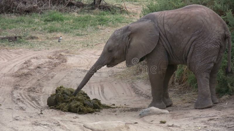 Un elefante del bebé que come el estiércol del ` s de la madre