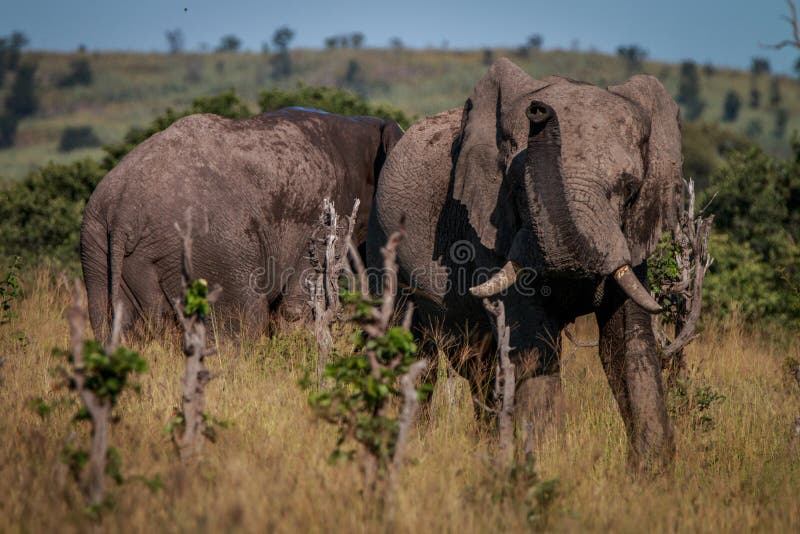 Un elefante in pieno di fango che odora intorno immagine stock libera da diritti Un elefante in pieno di fango che odora intorno immagine stock libera da diritti