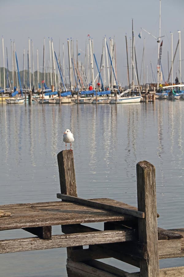 Un embarcadero en el lago Ammersee, en Baviera, con veleros y una gaviota. Un espigón de madera en el lago Ammersee, en Baviera, con veleros y una gaviota