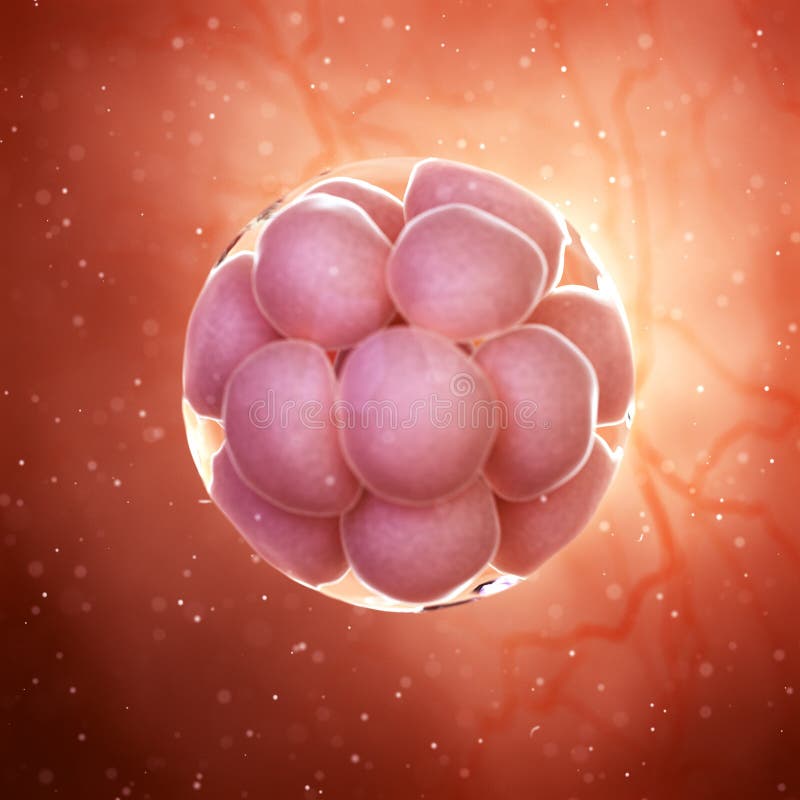 3d rendered medically accurate illustration of a 16 cell stage embryo. 3d rendered medically accurate illustration of a 16 cell stage embryo