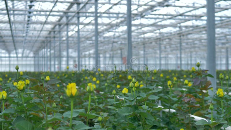 Un enfoque en la opinión sobre rosa del amarillo todavía florece cerrado en invernadero industrial