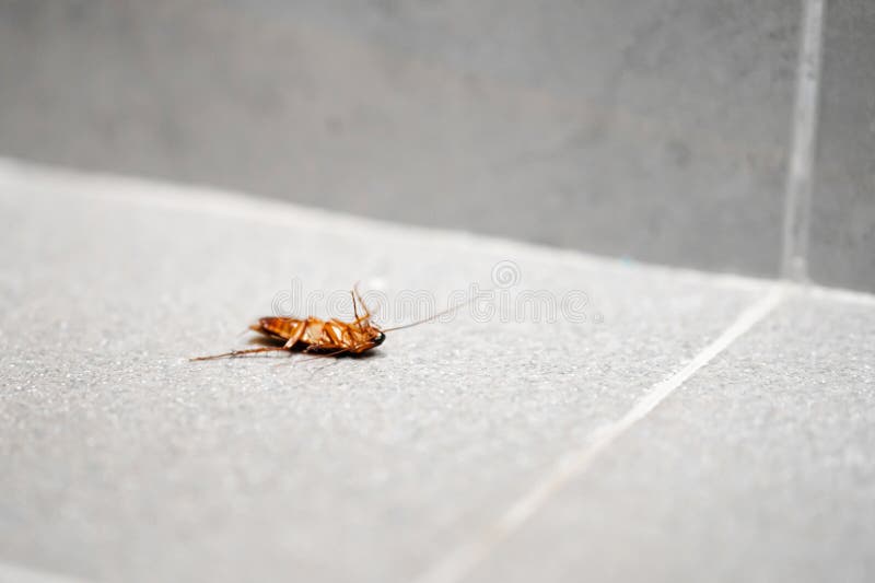 Un'enorme blatta sul pavimento. insetti nocivi in casa