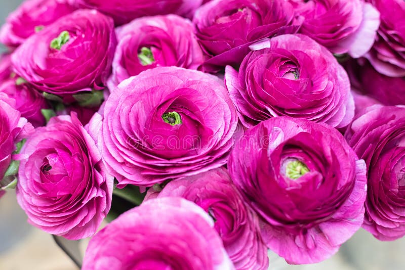 Un Enorme Ramo De Flores Del Blanquita De Color Morado En La Tienda De  Flores. Rosas Obishaped Imagen de archivo - Imagen de aroma, hermoso:  213264039