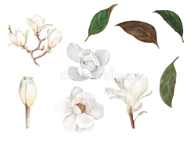 Un Ensemble De Parties Individuelles De Fleurs De Magnolia