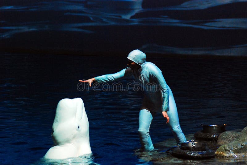 Un entraîneur avec une baleine de beluga