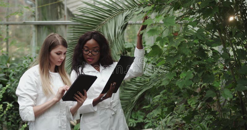 Un equipo de científicos explora verduras cultivadas en granjas verticales utilizando computadoras y tabletas. granja vegetal de metrajes