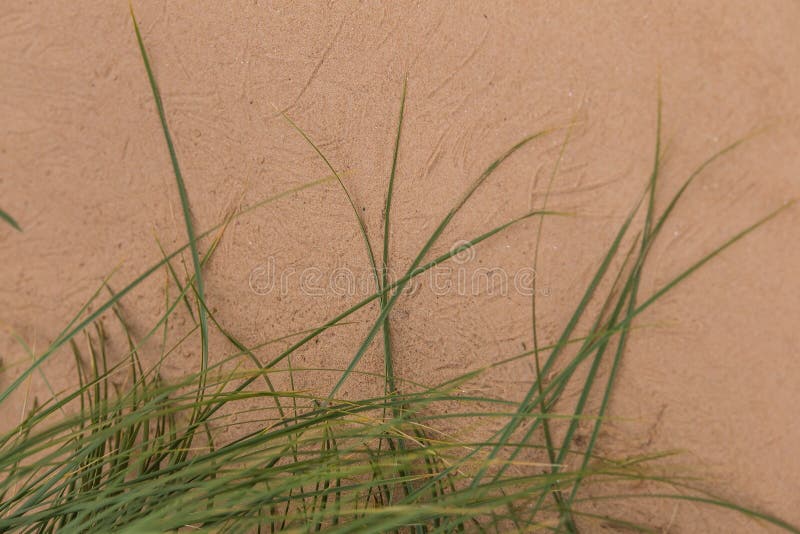 Un'erba verde della spiaggia che cresce nella sabbia Bella flora della spiaggia nel vento fotografia stock Un'erba verde della spiaggia che cresce nella sabbia Bella flora della spiaggia nel vento fotografia stock