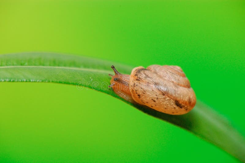 Un escargot sur la lame photographie stock Un escargot sur la lame photographie stock