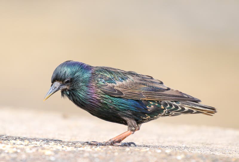 Un estornino que se sienta en brickwall imagenes de archivo
