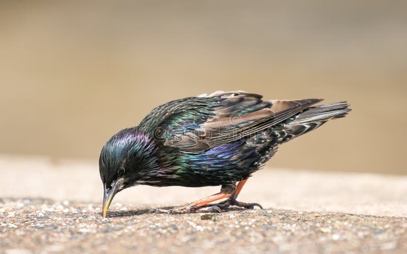 Un estornino que se sienta en brickwall imagen de archivo libre de regalías