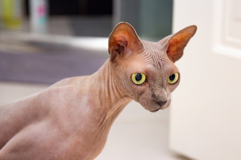 Funny sphynx cat craned his neck at home. Hairless breed cat, cute lovely pet. Selective focus. Blurred background. Funny sphynx cat craned his neck at home. Hairless breed cat, cute lovely pet. Selective focus. Blurred background