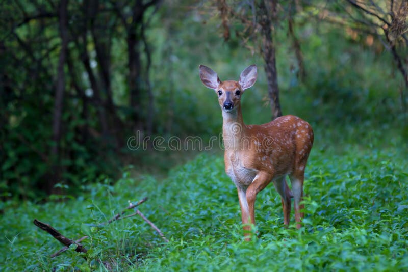 White-tailed deer fawn &#x28;Odocoileus virginianus&#x29; walking in the forest in Ottawa, Canada. White-tailed deer fawn &#x28;Odocoileus virginianus&#x29; walking in the forest in Ottawa, Canada