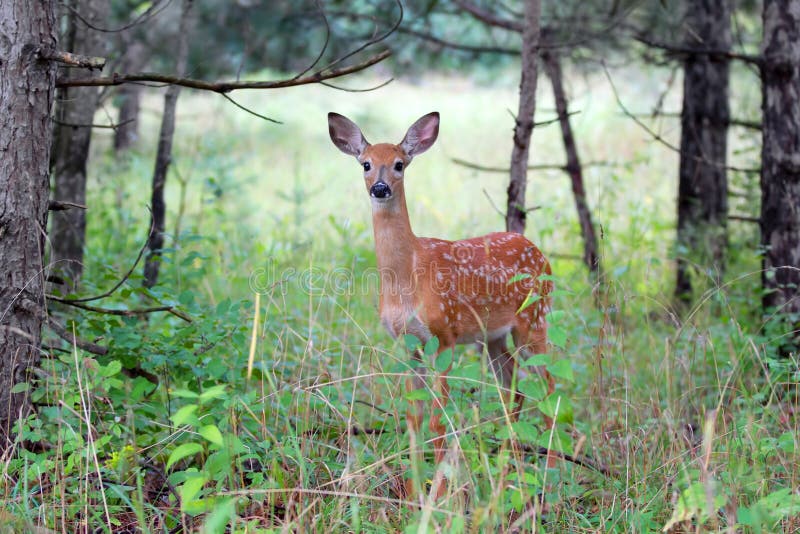 White-tailed deer fawn &#x28;Odocoileus virginianus&#x29; in the forest in Canada. White-tailed deer fawn &#x28;Odocoileus virginianus&#x29; in the forest in Canada