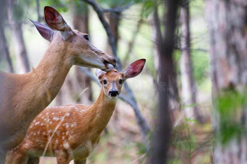 White-tailed deer fawn and doe &#x28;Odocoileus virginianus&#x29; walking in the forest in Ottawa, Canada. White-tailed deer fawn and doe &#x28;Odocoileus virginianus&#x29; walking in the forest in Ottawa, Canada