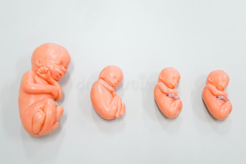 Un feto es una etapa en el desarrollo prenatal fotos de archivo libres de regalías Un feto es una etapa en el desarrollo prenatal fotos de archivo libres de regalías