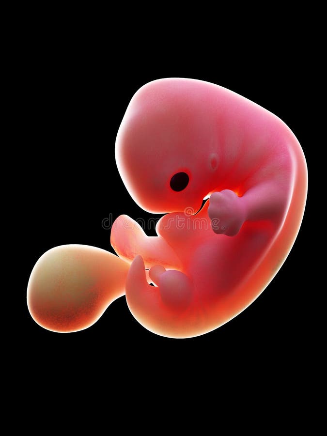 3d rendered medically accurate illustration of a human fetus, week 7. 3d rendered medically accurate illustration of a human fetus, week 7