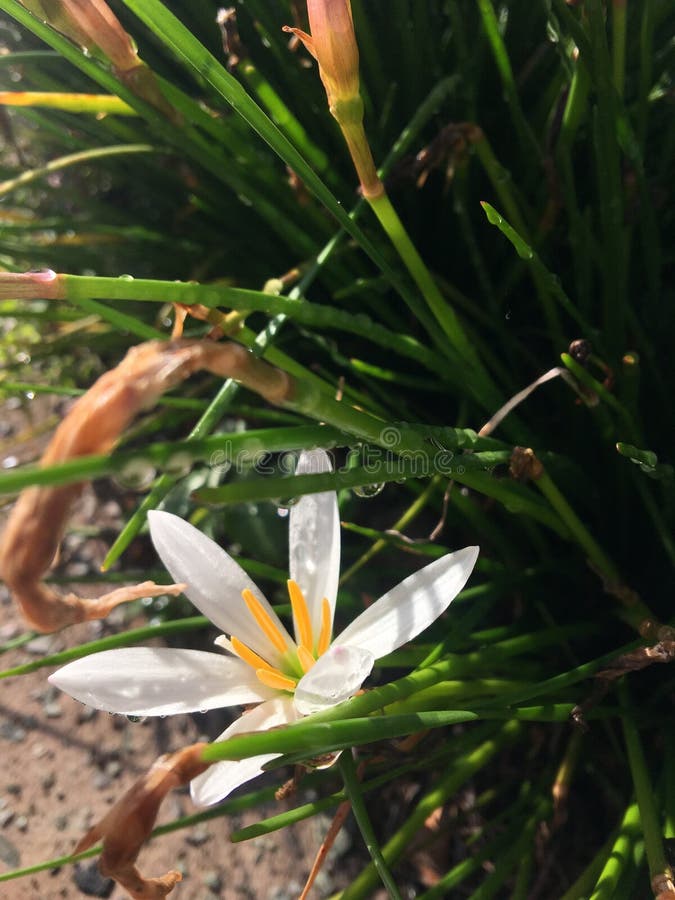 Un fiore bianco croccante al sole immagini stock libere da diritti Un fiore bianco croccante al sole immagini stock libere da diritti