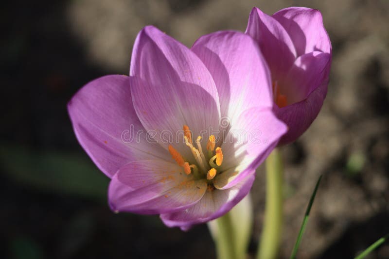Un fiore dello zafferano di prato di autunno fotografie stock libere da diritti Un fiore dello zafferano di prato di autunno fotografie stock libere da diritti