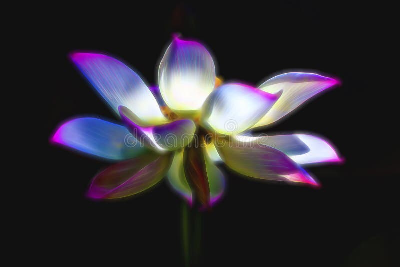 Un fiore di loto fiorisce immagine stock libera da diritti Un fiore di loto fiorisce immagine stock libera da diritti
