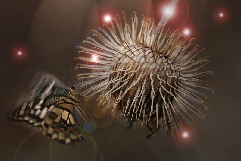 Digiart - a fluttering butterfly wants to land on a magic flower. Digiart - a fluttering butterfly wants to land on a magic flower