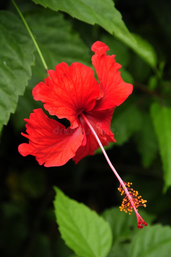 Un fiore rosso luminoso dell'ibisco fotografia stock libera da diritti Un fiore rosso luminoso dell'ibisco fotografia stock libera da diritti