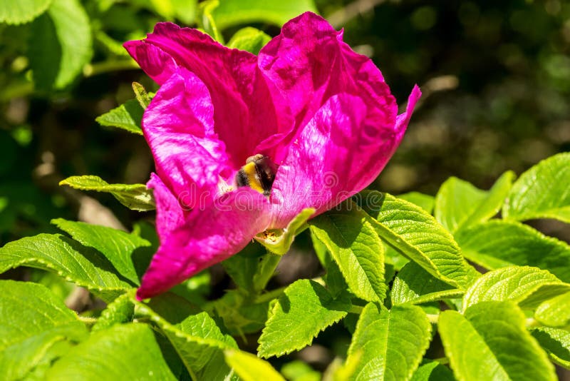 Un fiorellino di rosa fiorito con un nettare di api che colleziona un'ape fotografia stock Un fiorellino di rosa fiorito con un nettare di api che colleziona un'ape fotografia stock
