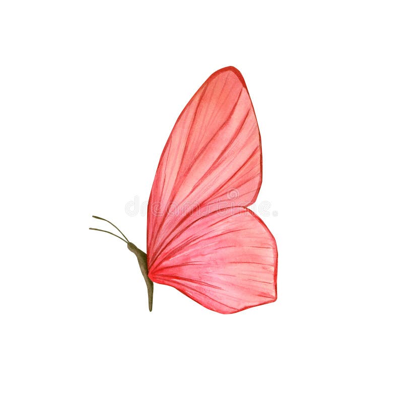 Un fluture roz delicat. Ilustrare acustică. royalty free illustration