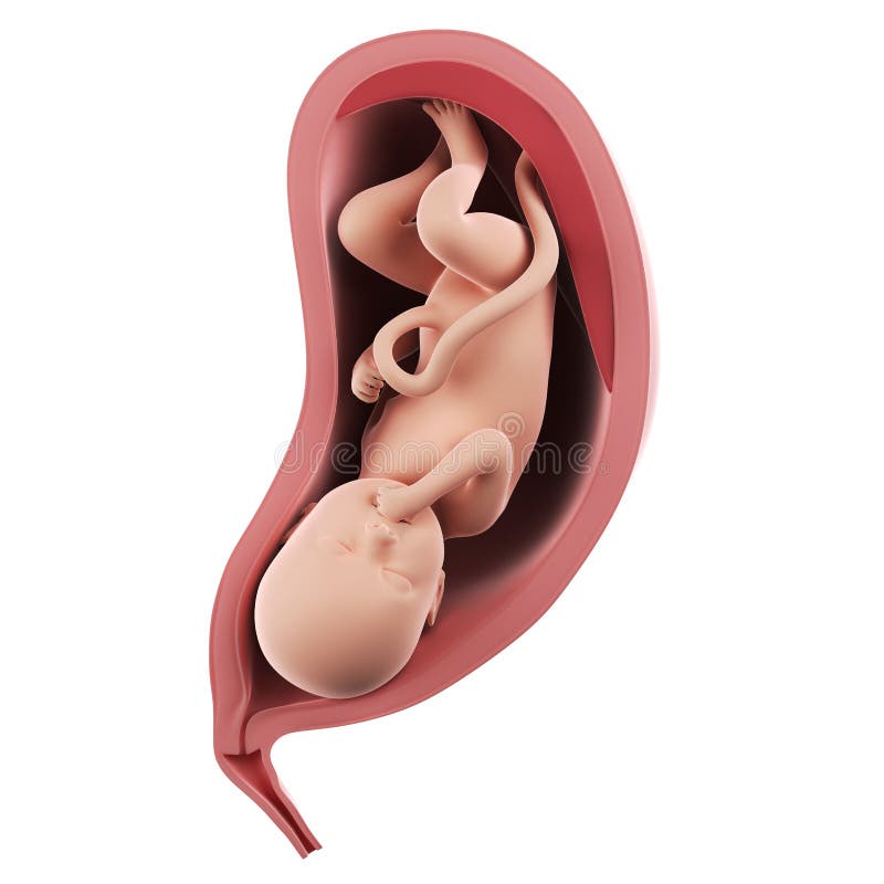 Un Foetus A L Interieur D Un Uterus Semaine 35 Illustration Stock Illustration Du Transversal Developpement Un Foetus A L Interieur D Un Uterus Semaine 35 Illustration Stock Illustration Du Transversal Developpement