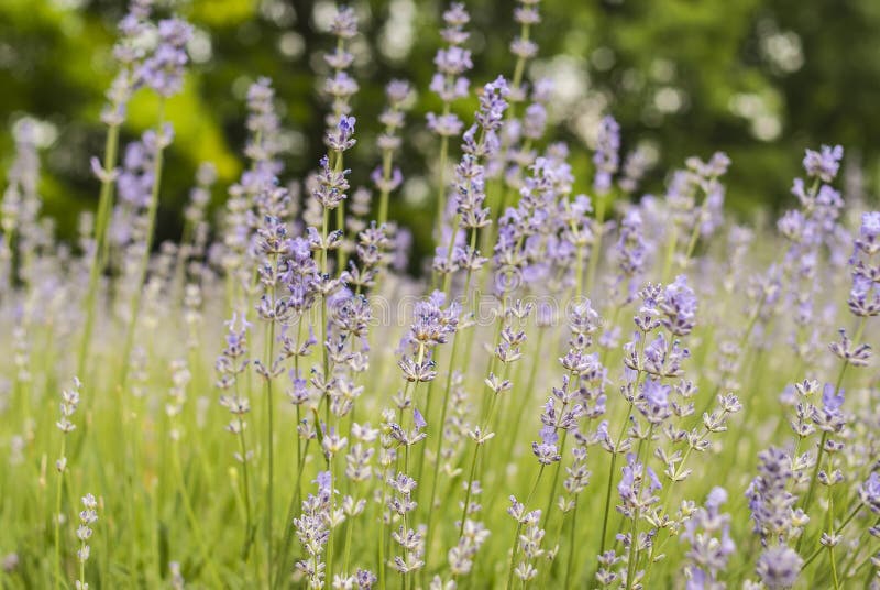 Un fond avec un pré de lavande violette sensible, l'écoulement images libres de droits Un fond avec un pré de lavande violette sensible, l'écoulement images libres de droits