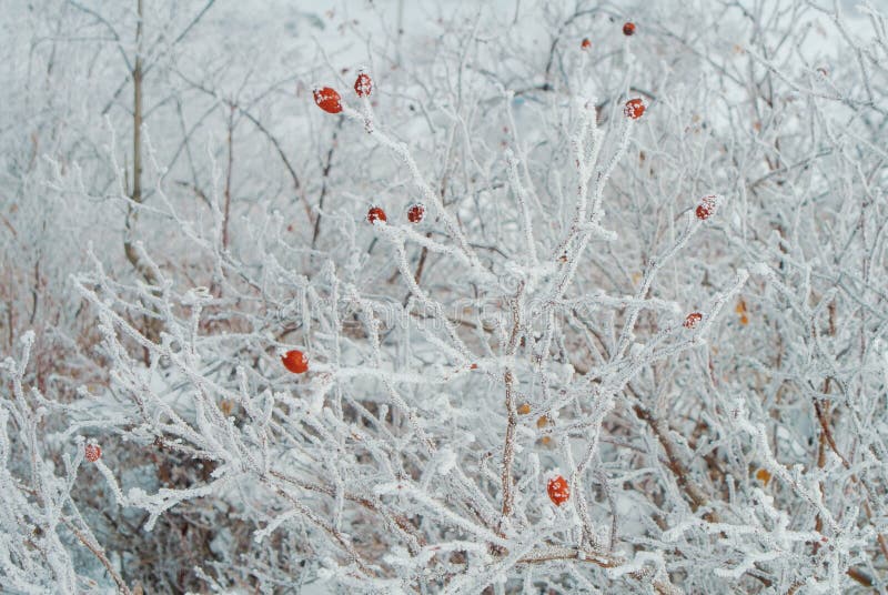 Un fondo ligero brillante natural del invierno del arbusto blanco del perro-ro foto de archivo Un fondo ligero brillante natural del invierno del arbusto blanco del perro-ro foto de archivo