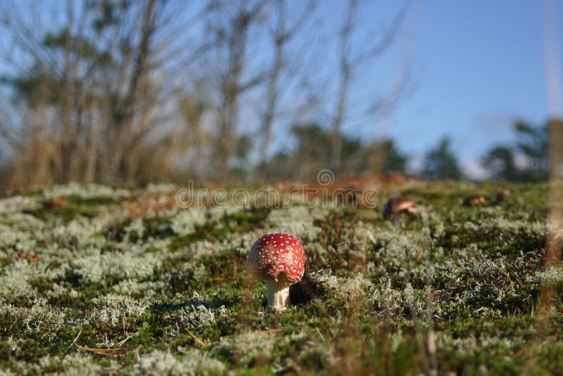 Un fungo dell'agarico di mosca che cresce da solo in un campo soleggiato immagine stock libera da diritti Un fungo dell'agarico di mosca che cresce da solo in un campo soleggiato immagine stock libera da diritti