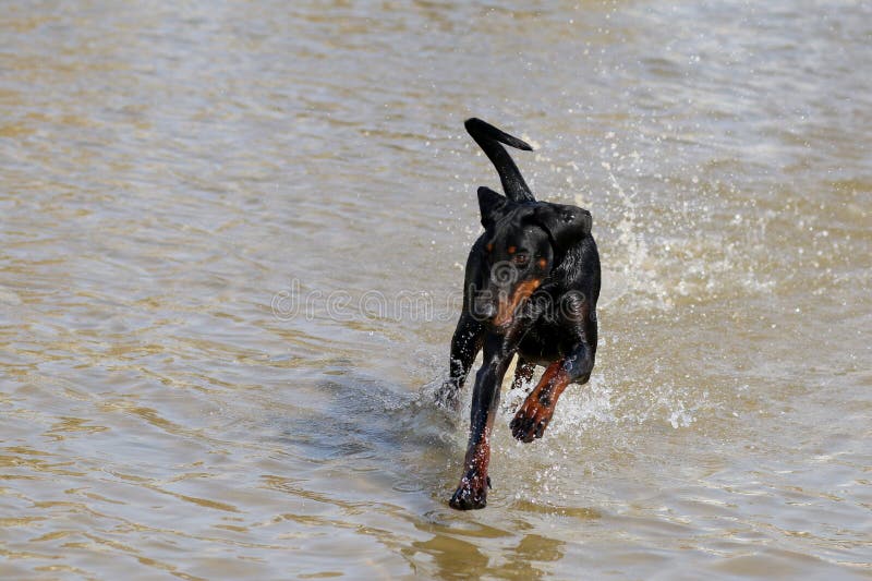 Un funzionamento del cane nel mare un giorno di estate caldo fotografie stock libere da diritti Un funzionamento del cane nel mare un giorno di estate caldo fotografie stock libere da diritti
