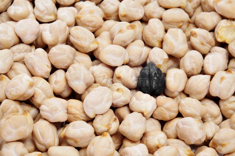 https://thumbs.dreamstime.com/b/un-garbanzo-negro-en-una-pila-de-garbanzos-secados-30242629.jpg