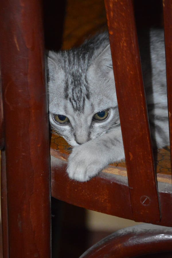 A kitten sleeps on the chair and looks between the wood in dazzling view. A kitten sleeps on the chair and looks between the wood in dazzling view