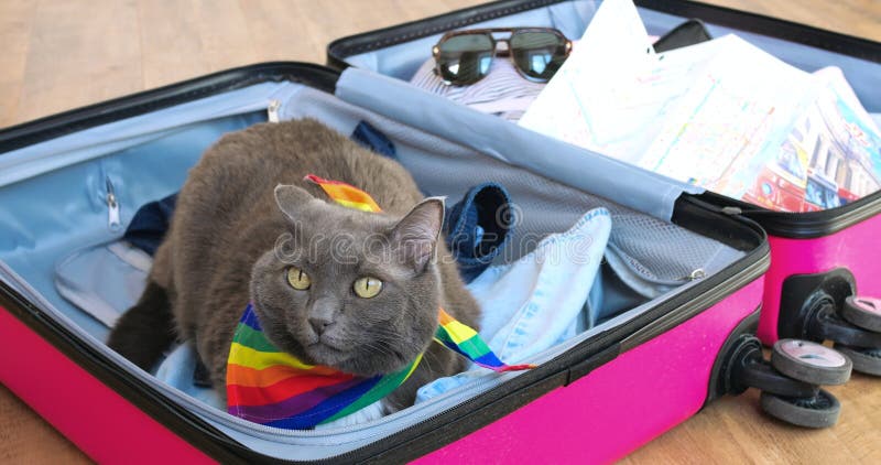 Un gatito gris adorable con una bufanda arcoiris está saliendo de una maleta rosa llena de ropa que parece curiosa y imágenes de archivo libres de regalías