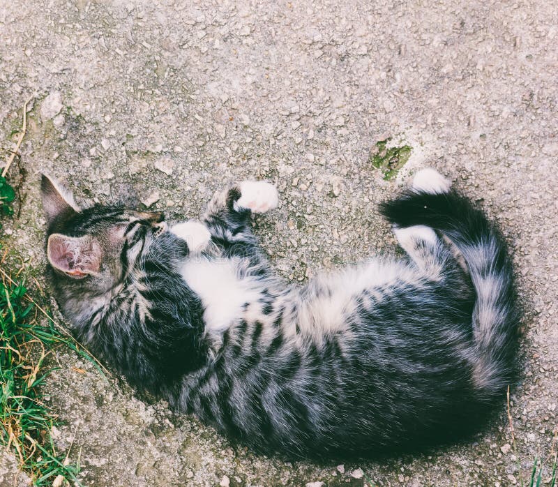 Un gatito gris rústico joven que duerme en la trayectoria concreta vieja foto de archivo Un gatito gris rústico joven que duerme en la trayectoria concreta vieja foto de archivo