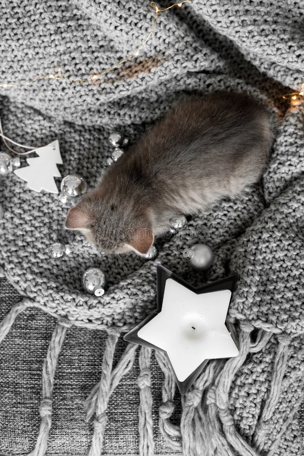 Un gatito lindo está descansando sobre una tela escocesa gris en la decoración de la Navidad fotos de archivo libres de regalías Un gatito lindo está descansando sobre una tela escocesa gris en la decoración de la Navidad fotos de archivo libres de regalías
