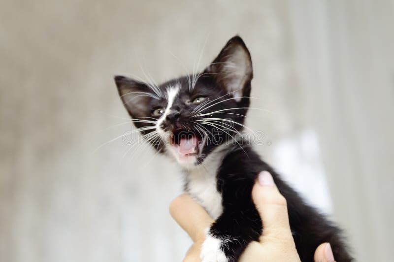 Un gatito negro pequeño, mestizo con los maullidos blancos de un pecho fotografía de archivo libre de regalías Un gatito negro pequeño, mestizo con los maullidos blancos de un pecho fotografía de archivo libre de regalías