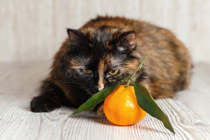 Un gato con un mandarín que huele de la cara contrariedad