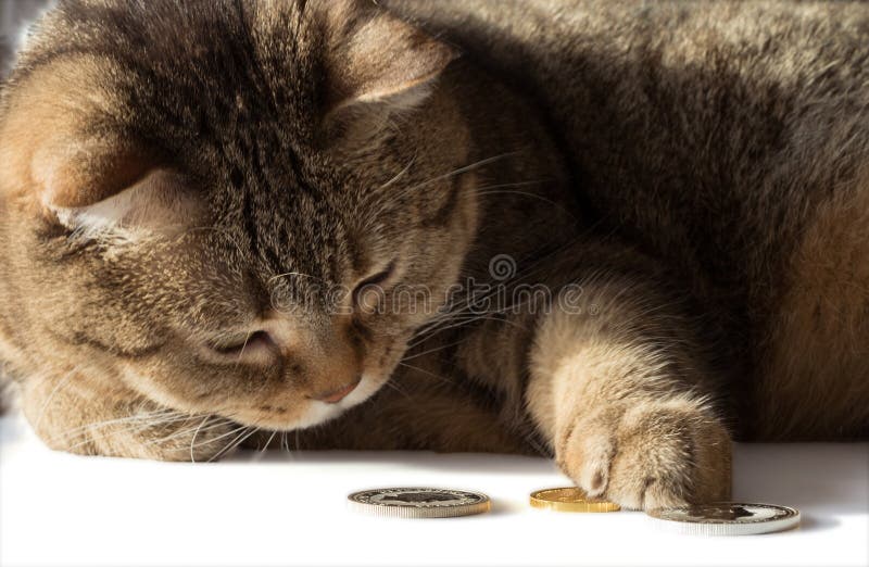 Un gato cuenta monedas del oro y de plata Un gato rico fotos de archivo libres de regalías Un gato cuenta monedas del oro y de plata Un gato rico fotos de archivo libres de regalías