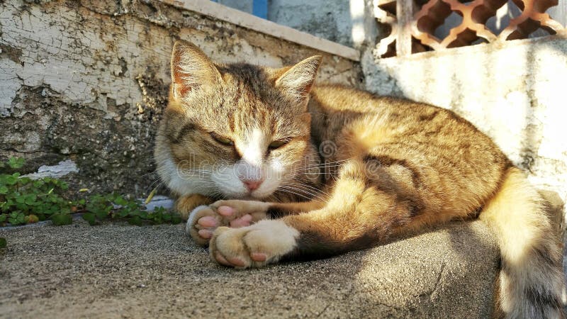 Un gato de la somnolencia en el sol 2 fotos de archivo Un gato de la somnolencia en el sol 2 fotos de archivo