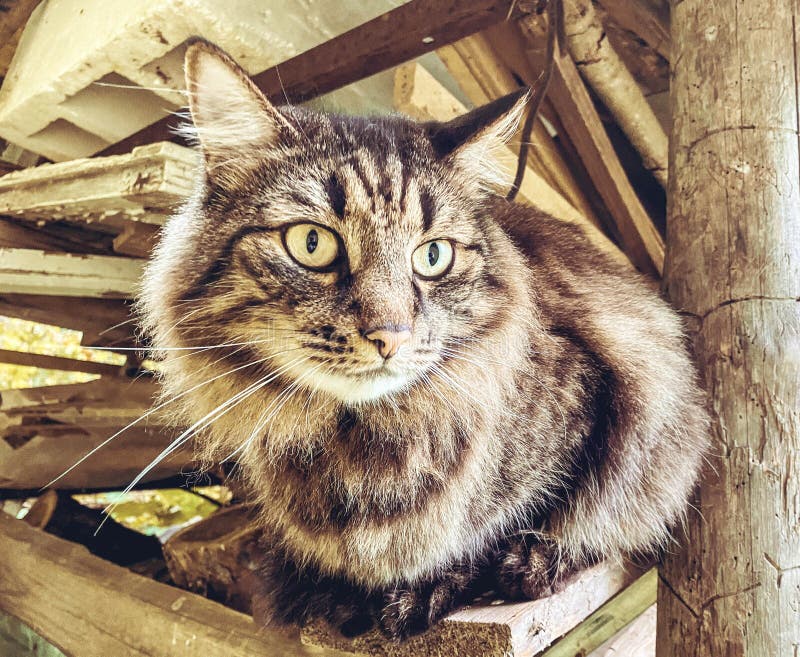 Un gato disgustado sentado en la acera de un gato sin hogar en la foto de color gris de la calle