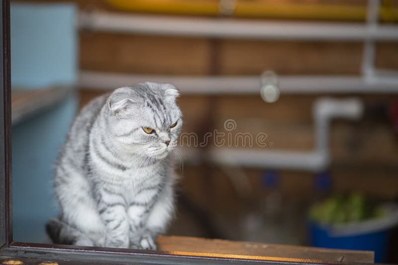 Un gato disgustado y enfadado está sentado en el porche. mascotas