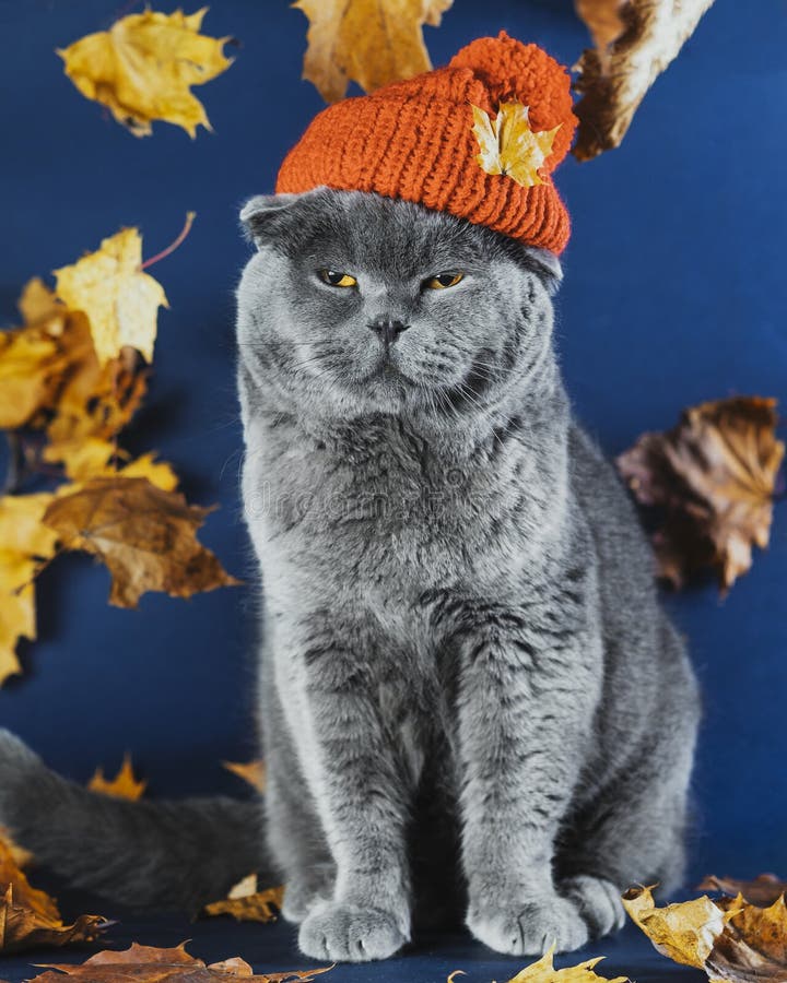Un gato escocés gris disgustado sentado en un sombrero naranja de punto. enojar al gato.